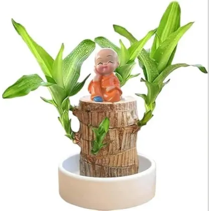 Lucky Brazilian Wood Lucky Brazil Wood Potted Plant Brazilian Lucky Bamboo Plant for Living Room