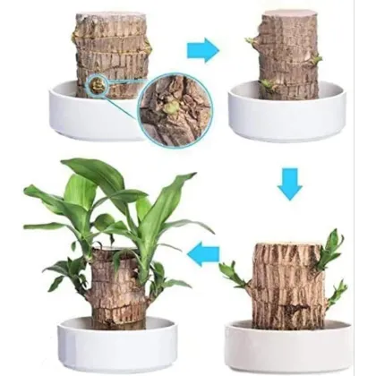 Lucky Brazilian Wood Lucky Brazil Wood Potted Plant Brazilian Lucky Bamboo Plant for Living Room