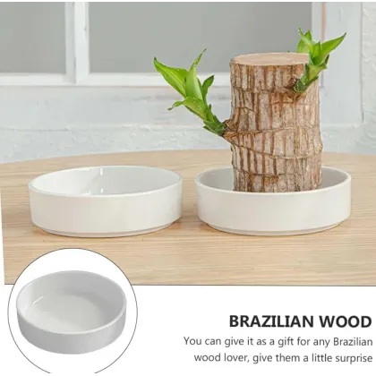 Lucky Brazilian Wood Lucky Brazil Wood Potted Plant Brazilian Lucky Bamboo Plant for Living Room