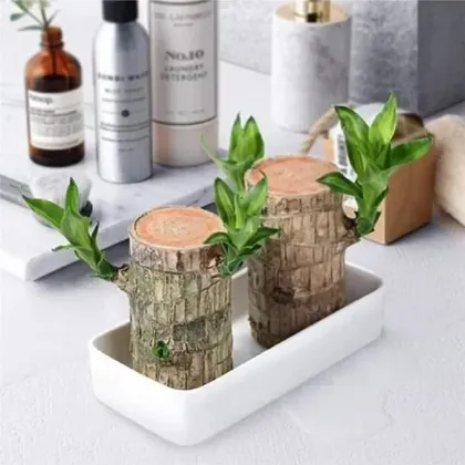 Lucky Brazilian Wood Lucky Brazil Wood Potted Plant Brazilian Lucky Bamboo Plant for Living Room