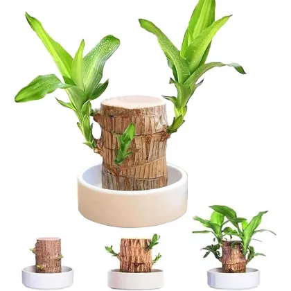 Lucky Brazilian Wood Lucky Brazil Wood Potted Plant Brazilian Lucky Bamboo Plant for Living Room